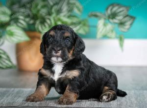 F1B mini bernedoodle near Chicago Illinois