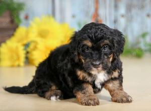 F1B mini bernedoodle near Chicago Illinois