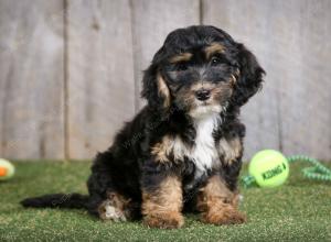 F1B mini bernedoodle near Chicago Illinois