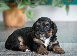 F1B mini bernedoodle near Chicago Illinois