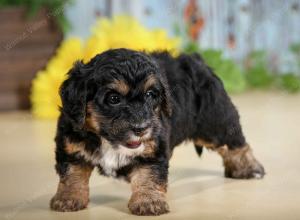 F1B mini bernedoodle near Chicago Illinois