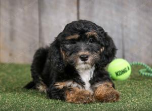 F1B mini bernedoodle near Chicago Illinois