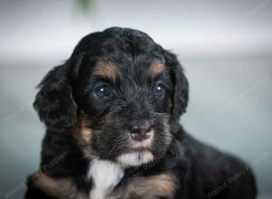 F1B mini bernedoodle near Chicago Illinois