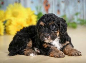 F1B mini bernedoodle near Chicago Illinois