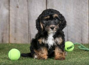 F1B mini bernedoodle near Chicago Illinois