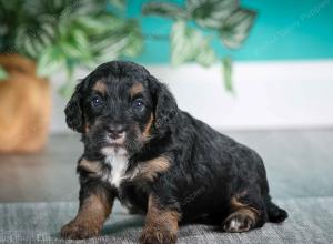 F1B mini bernedoodle near Chicago Illinois