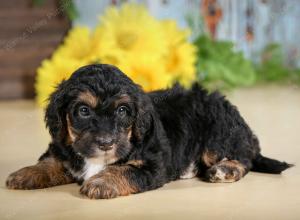 F1B mini bernedoodle near Chicago Illinois