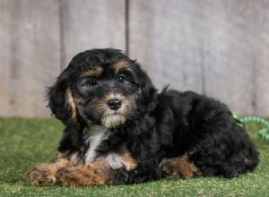 F1B mini bernedoodle near Chicago Illinois