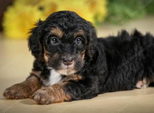 F1B mini bernedoodle near Chicago Illinois