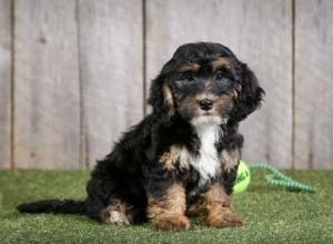 F1B mini bernedoodle near Chicago Illinois