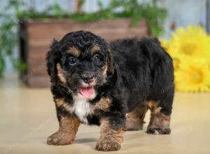 F1B mini bernedoodle near Chicago Illinois