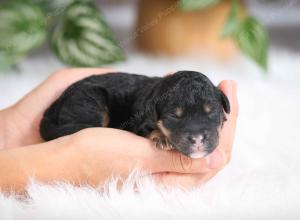 F1B mini bernedoodle near Chicago Illinois