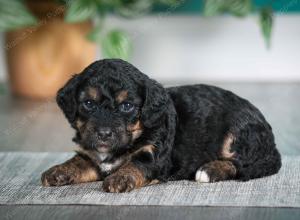 F1B mini bernedoodle near Chicago Illinois