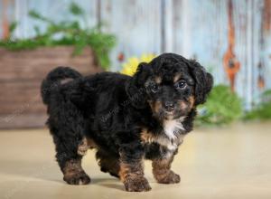 F1B mini bernedoodle near Chicago Illinois