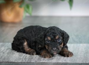 F1B mini bernedoodle near Chicago Illinois