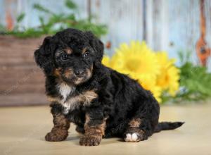 F1B mini bernedoodle near Chicago Illinois