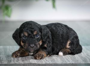 F1B mini bernedoodle near Chicago Illinois