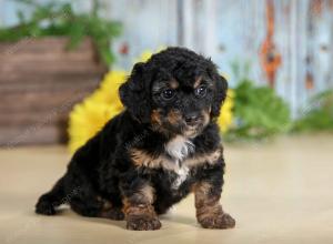 F1B mini bernedoodle near Chicago Illinois