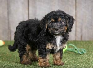 F1B mini bernedoodle near Chicago Illinois