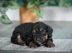 F1B mini bernedoodle near Chicago Illinois