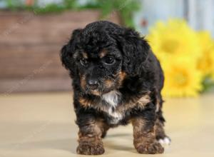 F1B mini bernedoodle near Chicago Illinois