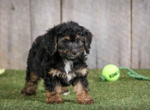 F1B mini bernedoodle near Chicago Illinois