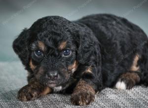 F1B mini bernedoodle near Chicago Illinois