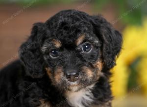 F1B mini bernedoodle near Chicago Illinois