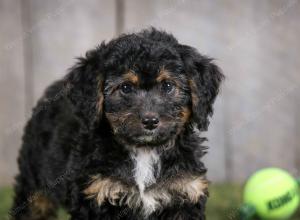F1B mini bernedoodle near Chicago Illinois