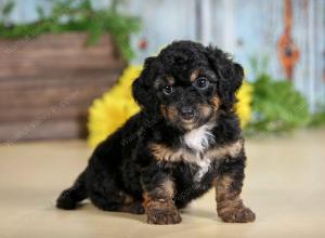 F1B mini bernedoodle near Chicago Illinois