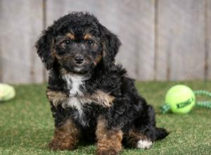 F1B mini bernedoodle near Chicago Illinois