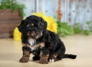 F1B mini bernedoodle near Chicago Illinois