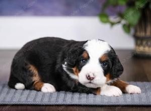 tri-colored male mini bernedoodle near Chicago Illinois