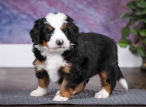 tri-colored male mini bernedoodle near Chicago Illinois