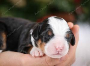 tri-colored male mini bernedoodle near Chicago Illinois