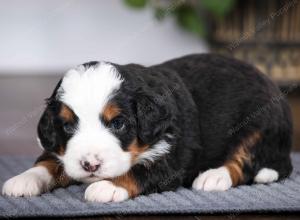 tri-colored male mini bernedoodle near Chicago Illinois