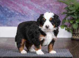 tri-colored male mini bernedoodle near Chicago Illinois