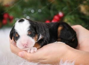 tri-colored male mini bernedoodle near Chicago Illinois