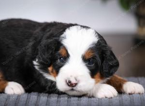 tri-colored male mini bernedoodle near Chicago Illinois