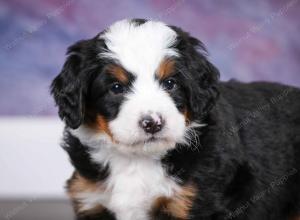 tri-colored male mini bernedoodle near Chicago Illinois