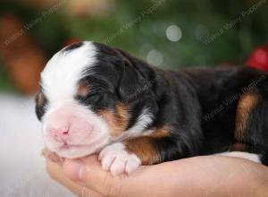 tri-colored male mini bernedoodle near Chicago Illinois