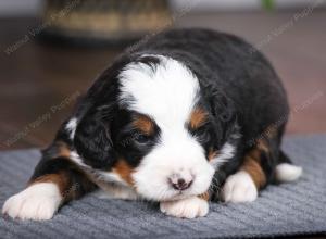 tri-colored male mini bernedoodle near Chicago Illinois