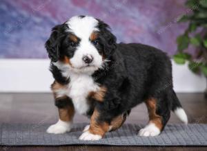 tri-colored male mini bernedoodle near Chicago Illinois