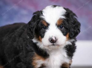 tri-colored male mini bernedoodle near Chicago Illinois