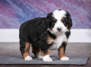 tri-colored male mini bernedoodle near Chicago Illinois