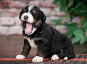 tri-colored standard bernedoodle near Chicago Illinois