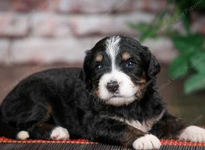 tri-colored standard bernedoodle near Chicago Illinois