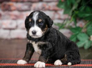 tri-colored standard bernedoodle near Chicago Illinois