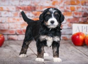 tri-colored standard bernedoodle near Chicago Illinois