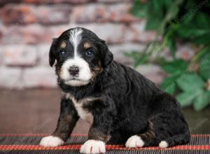 tri-colored standard bernedoodle near Chicago Illinois